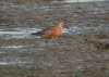 Curlew Sandpiper at Wakering Stairs (Steve Arlow) (176284 bytes)